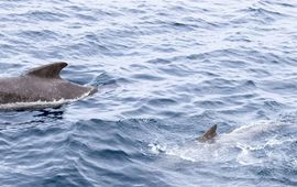 Grienden (Globicephala melas) bij de Lofoten eilanden