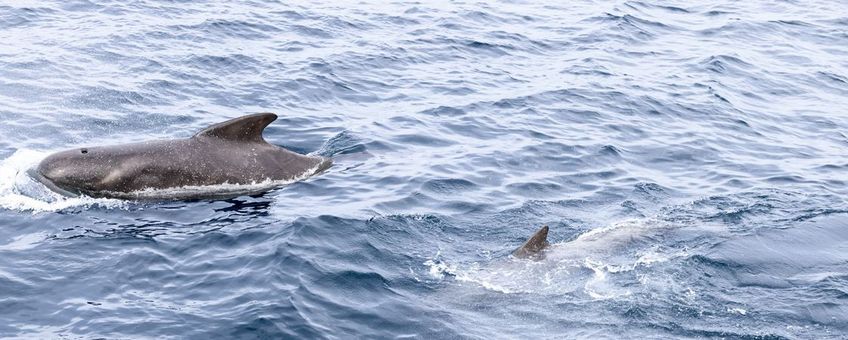 Grienden (Globicephala melas) bij de Lofoten eilanden