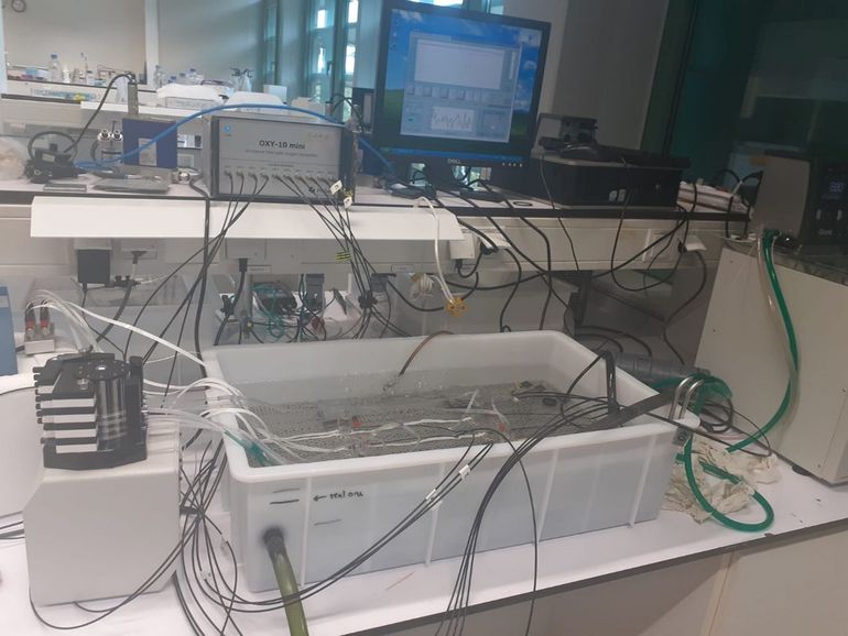 Respiratieopstelling waarmee het zuurstofverbruik van libellenlarven wordt gemeten. In het waterbad staan kleine respiratiekamers met de larven. Deze worden periodiek doorgespoeld met vers water via een pomp (links), terwijl het water in het bad continu wordt gefilterd met een UV-filter (rechts)