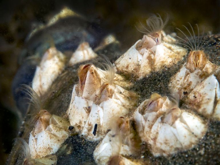 Onderwaterfoto van inheemse Nederlandse zeepokken. Let op de voedselvangende pootjes van de kreeftachtige diertjes die in de schaal leven. Komen onze inheemse zeepokken straks in de verdrukking door de Pacifische zeepok van Darwin?