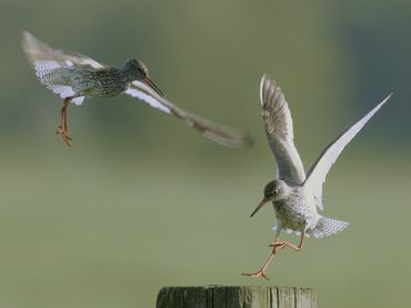 De tureluur heeft het erg moeilijk in het landbouwgebied