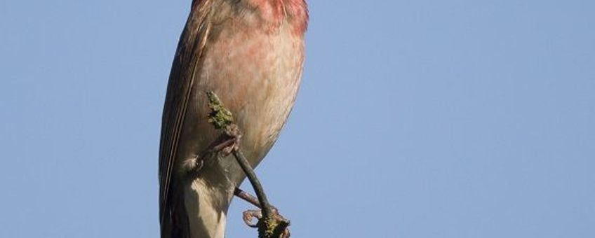 Zingend mannetje roodmus