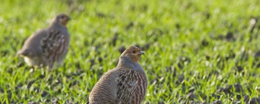 Patrijs 1024x678 natuurjournaal