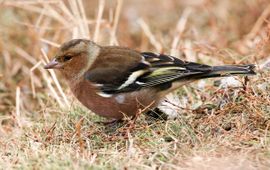 Fringilla coelebs. Vink