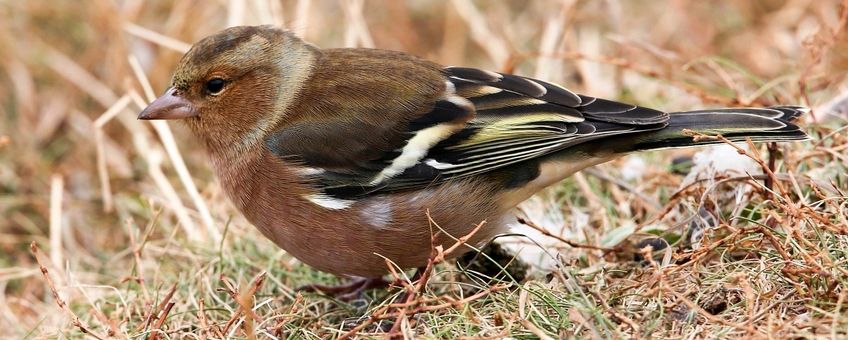 Fringilla coelebs. Vink