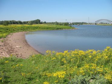 Rivierrombout komt voor langs de grote rivieren; de larven kruipen de strandjes op om uit te sluipen