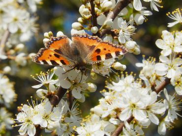 Vooral op de zandgronden worden maar erg weinig kleine vossen geteld