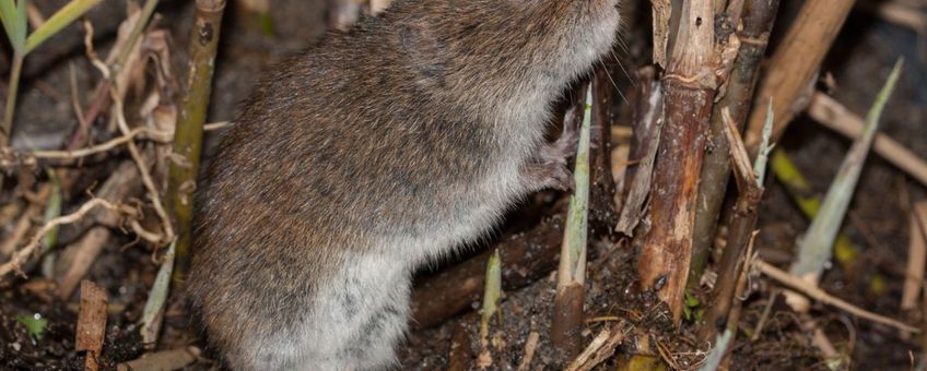 Noordse woelmuis