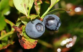 Blauwe bosbes, K.U.Leuven Campus Kortrijk, http://www.kuleuven-kulak.be/bioweb/