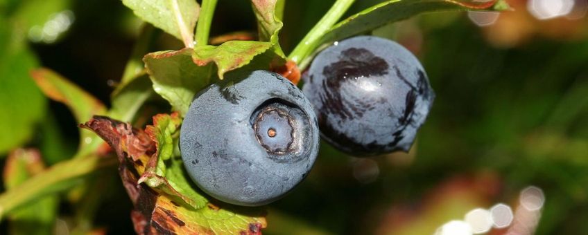 Blauwe bosbes, K.U.Leuven Campus Kortrijk, http://www.kuleuven-kulak.be/bioweb/