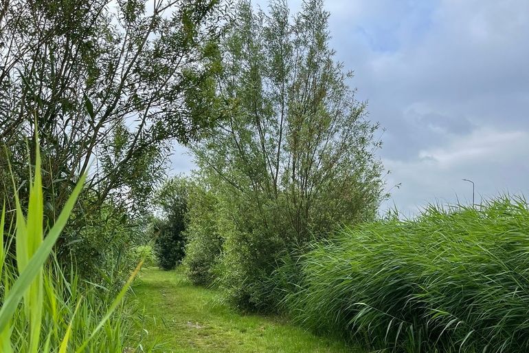 Het hoge riet aan weerzijden geeft me een geborgen gevoel 