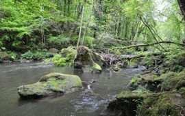 Bos in de Eifel, Duitsland