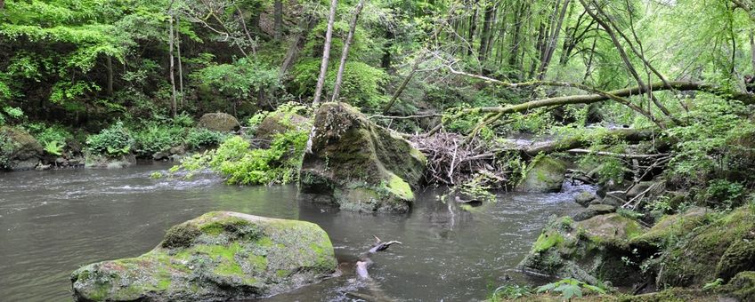 Bos in de Eifel, Duitsland