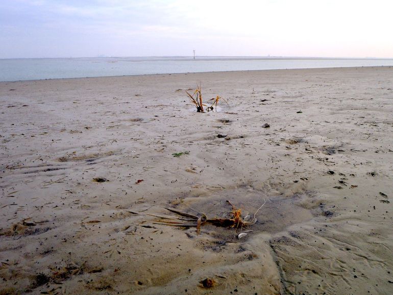 The probability of seedling establishment on tidal flats is determined by the fluctuations of the bed-level the plant is rooting in