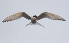 Visdief in de vlucht