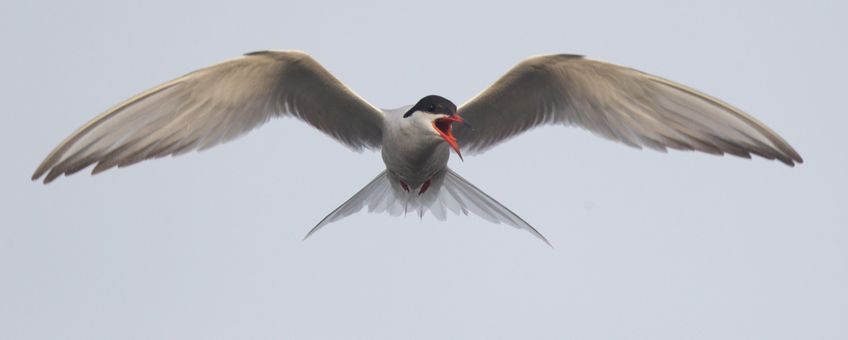 Visdief in de vlucht