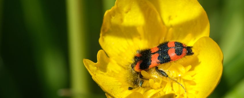 Behaarde bijenwolf op bloem