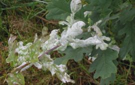 Zomereik met meeldauw. Quercus robur met Microsphaera alphitoides.