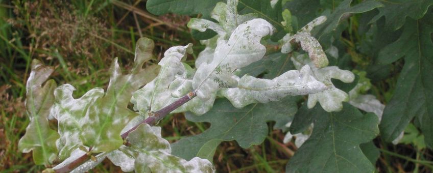 Zomereik met meeldauw. Quercus robur met Microsphaera alphitoides.