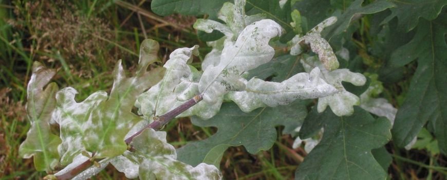 Beide Verantwoordelijk persoon Assimilatie Nature Today | Eik laat blad veel te vroeg vallen