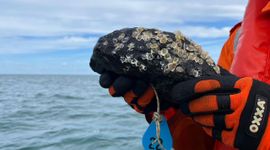 De stortstenen zijn begroeid met tientallen jonge oesters