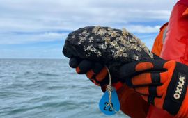 De stortstenen zijn begroeid met tientallen jonge oesters