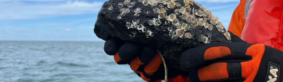 De stortstenen zijn begroeid met tientallen jonge oesters
