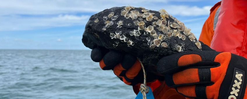 De stortstenen zijn begroeid met tientallen jonge oesters