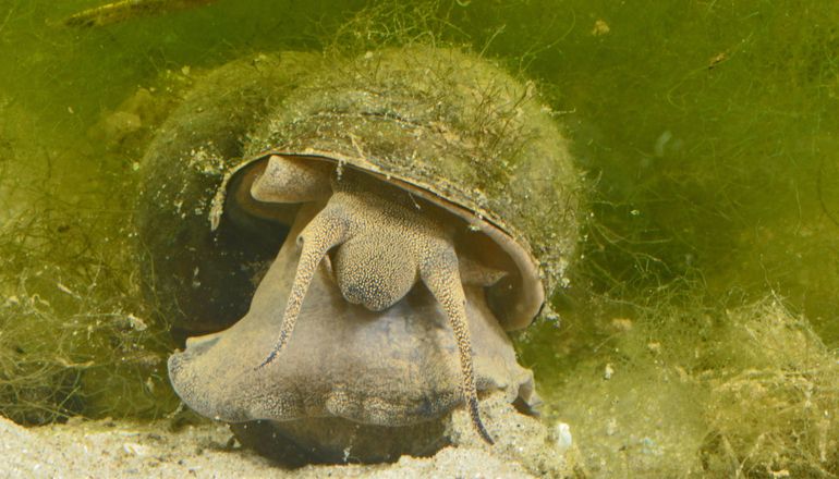 De Chinese moerasslak Bellamya chinensis, ook wel Cipangopaludina chinensis genoemd. De schelp is overdekt met modder- en kleideeltjes en algjes