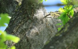 Eikenprocessierups eerste nestvorming Didam 22 mei 2017