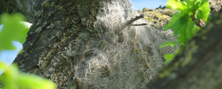 Eikenprocessierups eerste nestvorming Didam 22 mei 2017