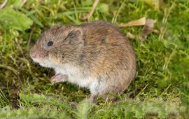 Wesley Overman (eenmalig gebruik) Noordse woelmuis