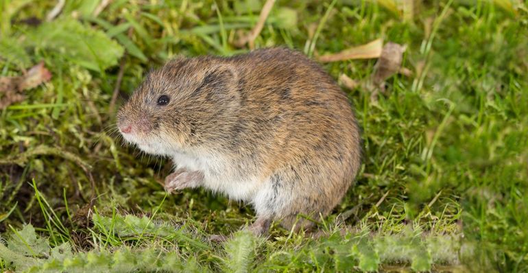 In Nederland leeft een aparte ondersoort van de noordse woelmuis, die nergens anders ter wereld voorkomt