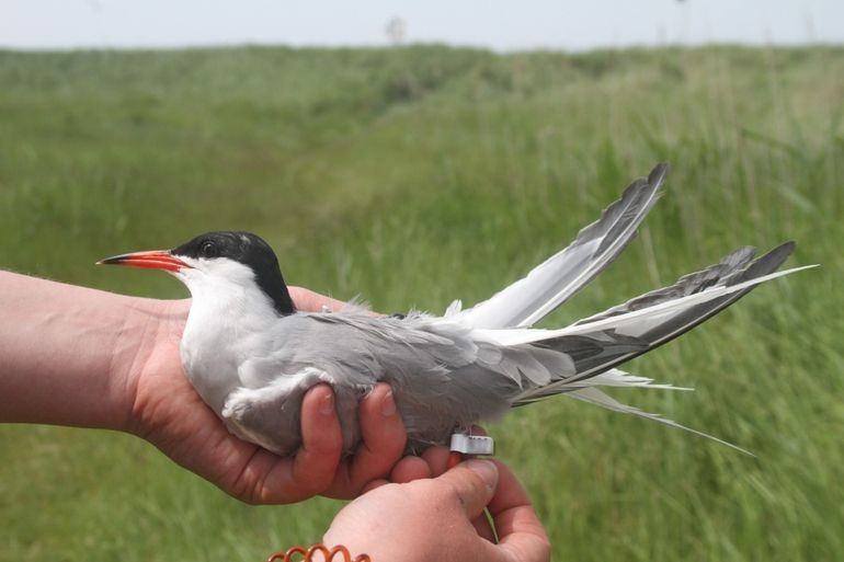 Visdief met kleurring (code vervaagd) op Griend. De ringen zijn getest op vogels en ze hebben er geen last van