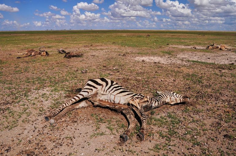 Uitgedroogde vlakte bezaaid met lichamen van zebra's, buffels en antilopen tijdens de extreme droogte in Nationaal park Amboseli, Kenia
