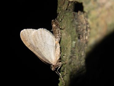 Kleine wintervlinder kwam regelmatig langs op het symposium, zowel bij klimaatverandering als bij lichtvervuiling