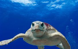 loggerhead seaturtle, onechte karetschildpad