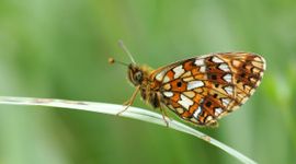 Zilveren maan vlinder