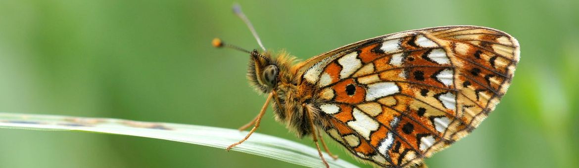 Zilveren maan vlinder