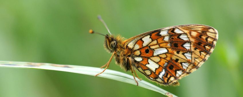 Zilveren maan vlinder