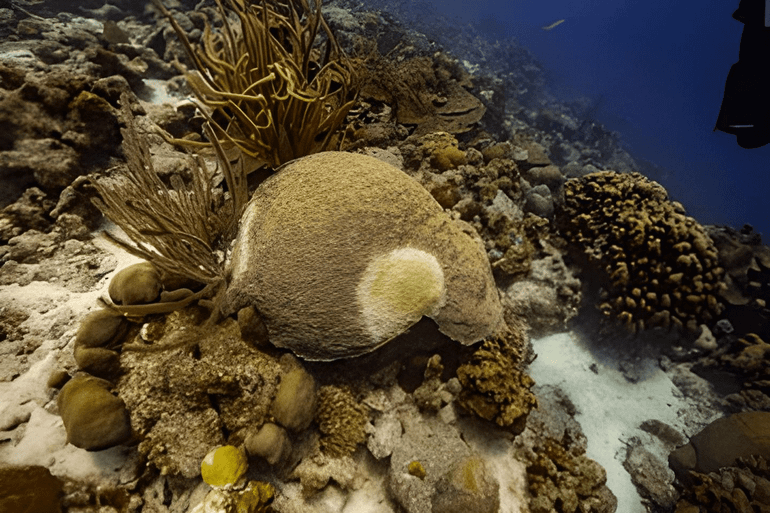 Een hersenkoraal met Stony Coral Tissue Loss Disease