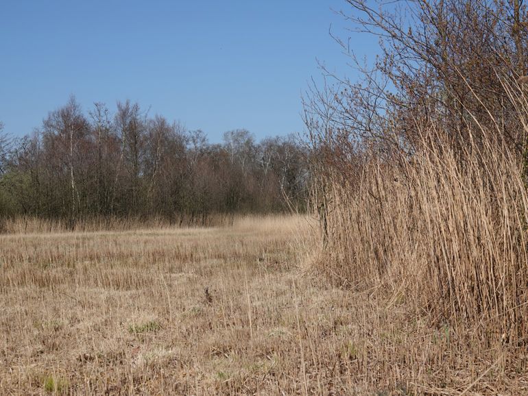 Biotoop Anabolia brevipennis in de Nieuwkoopse Plassen