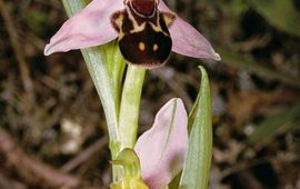 Bijenorchis in bloei