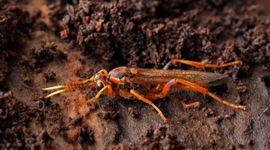 Lymantrichneumon disparis