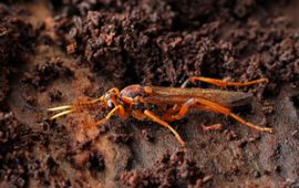 Lymantrichneumon disparis