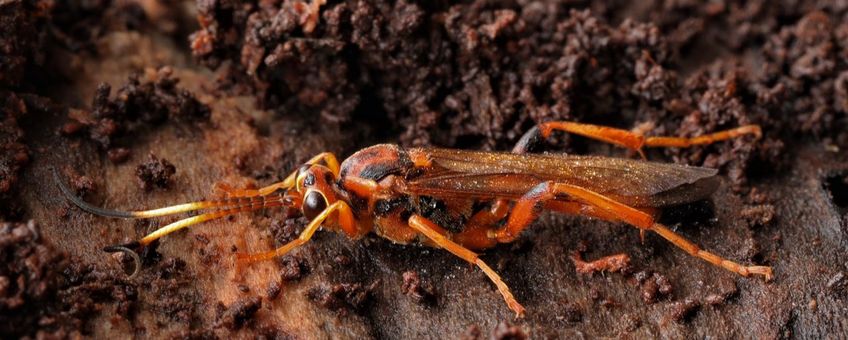 Lymantrichneumon disparis