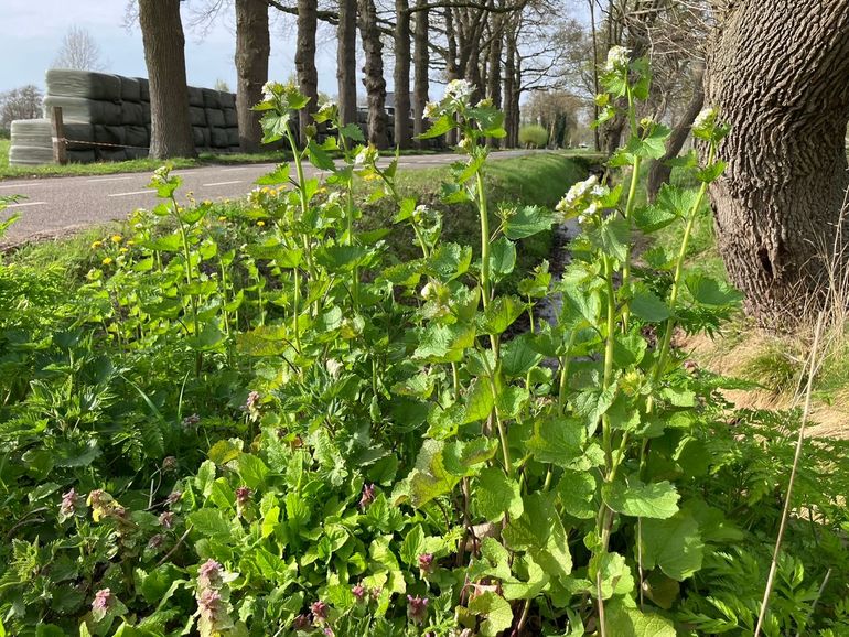 Look-zonder-look in bloei