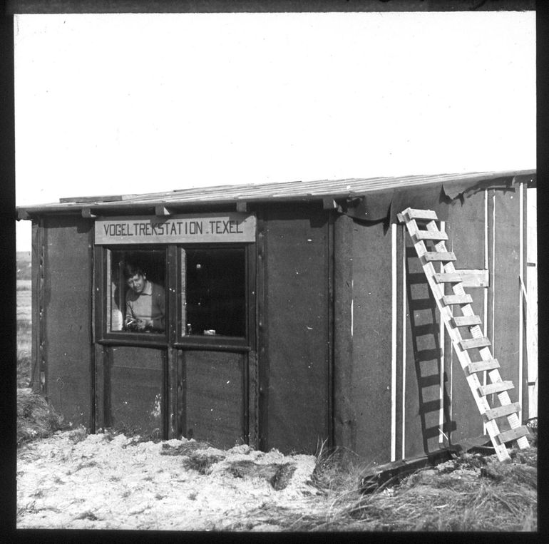Het Vogeltrekstation op Texel, omstreeks 1930. Sindsdien is er veel veranderd, maar de schat aan informatie die het ringen heeft opgeleverd is gigantisch. Vogeltrekatlas.nl brengt dat per soort in beeld