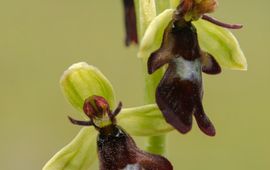 Mark Meijrink Vliegenorchis