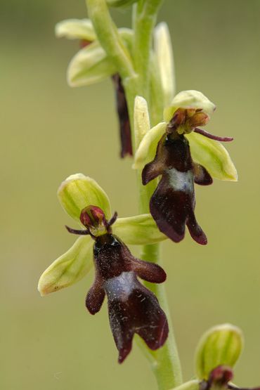 Vliegenorchis